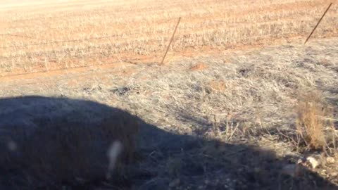 Kangaroos Racing in the South Australian Outback