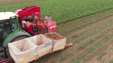 Carrot Juice Making Process | Modern Carrots Harvesting Machine | How Carrot Juice Is Made