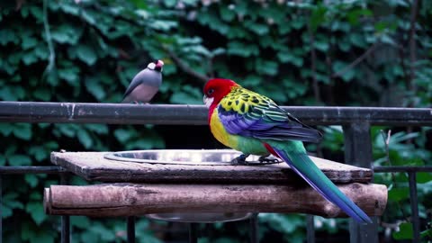 A Parrot in Beautiful Colors Competes With Birds For Food | Full HD Video