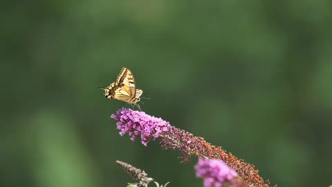 Butterfly Dovetail Insect