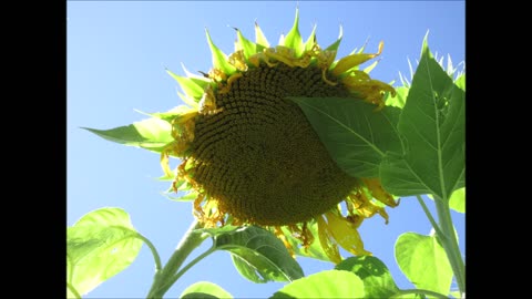 Loving The Sunshine Giant Sunflower Sept 2022