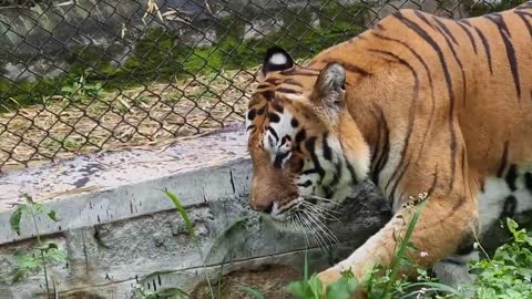 Bannergatta Royal Bengal Tiger