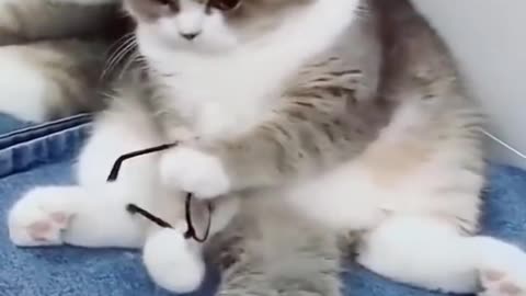 Nerdy Cat #Funny #Video