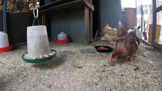 Backyard Chickens Coop Video Sounds Noises Hens Roosters!