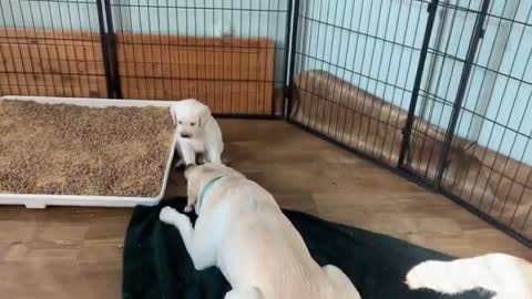 Momma Labrador Belle shakes off hungry puppies!