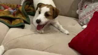 Jack Russell unfair fight