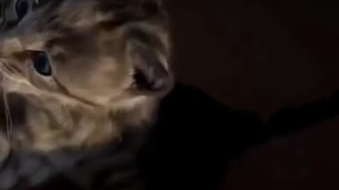 CAT VIDEOS funny short animal videos FUNNY (pets)#shorts