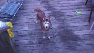 Siberian Husky goes swimming in pool