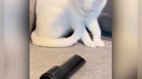 ENGRY MOMENT CAT FANNY VIDEO