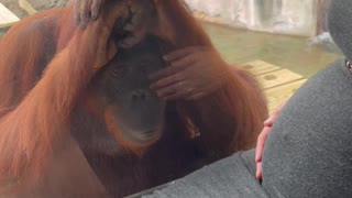 Orangutan Mesmerized by Pregnant Belly