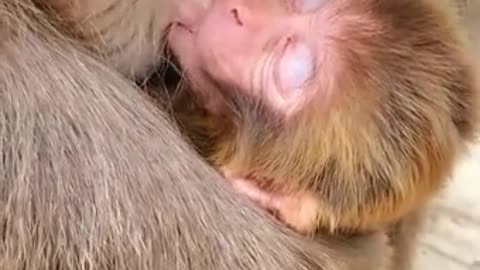 Lovely and Funny Monkey 💚 - Videos Compilation |Life Anything|