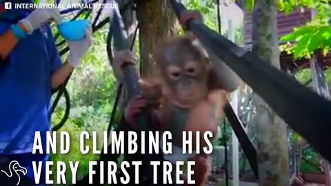 Baby Orangutan Climbs A Tree For The First Time After Getting Shot