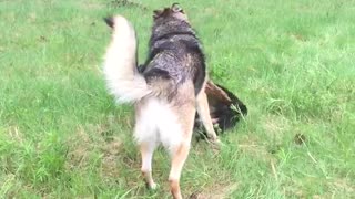 German Shepherd puppy learning to play fight.