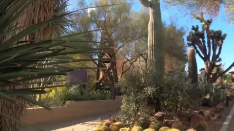 Cactus garden walk in Springs Preserve nature park, Las Vegas: some of the planet's toughest plants