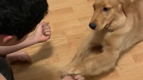 Eager puppy gets fooled by owner's magic trick