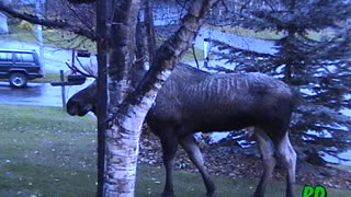 Two Bull Moose, Yard