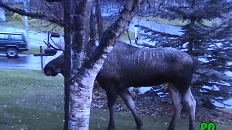 Two Bull Moose, Yard