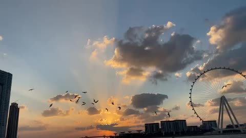 Birds flying over the beach of Dubai Eye