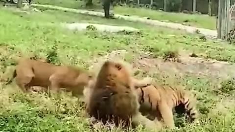 Tiger vs lion who is stronger?