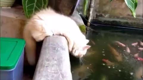 Hungry Cat trying to catch Fish hahaha