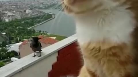 Cat and bird communicating with eachother!