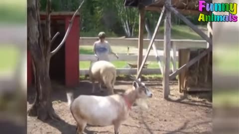 🐐😄 Funny Goats Playing Nice with People 😄🐐