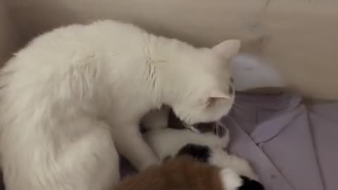 "Unconditional Love: A Mother Cat's Tender Affection for Her Kitten"