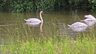 Swans swimming in a meadow at high water / Beautiful water birds at high water.