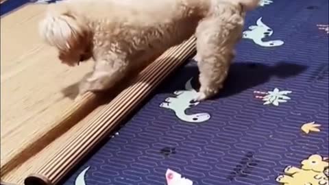 Smart and funny dog #funnydog #funnyvideos #funny #funnyanimals #fyp #😂😂😂