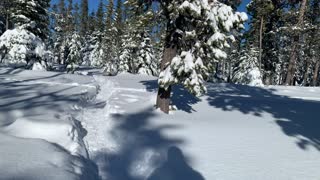 Joyous – Central Oregon – Swampy Lakes Sno-Park – 4K