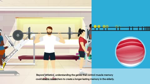 Human Skeletal Muscle Possesses an Epigenetic Memory of Hypertrophy (English captions)