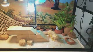 Bearded Dragon ate his shed｜Cute animal/pet/lizard