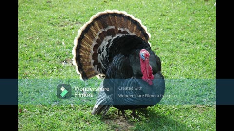 Turkey sounds!