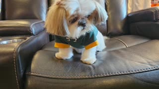 Rosie The Shihtzu Puts On Her Game Face