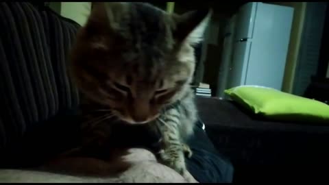 Cat loves to massage its owner