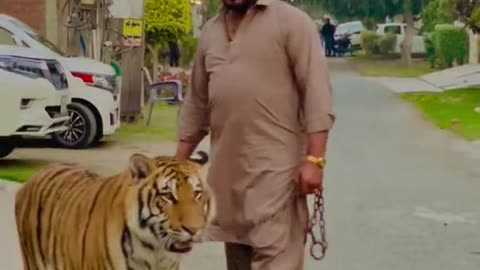 funny pet leapord , man walks around with a pet leopard outside the house