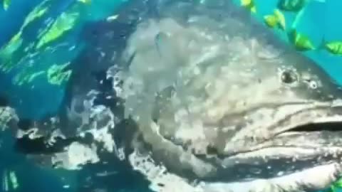 Giant grouper taking a snack