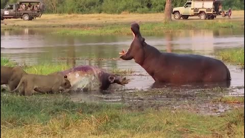 Lion meet hippo