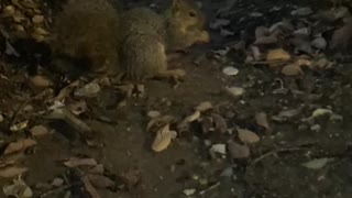 Squirrel, Seemed Almost Friendly