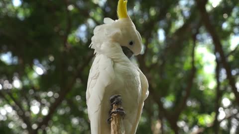 Sulphur Crested Cockatoo beautiful bird