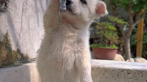 Cute pup drink water viral #cute #pup #drink #water #viral