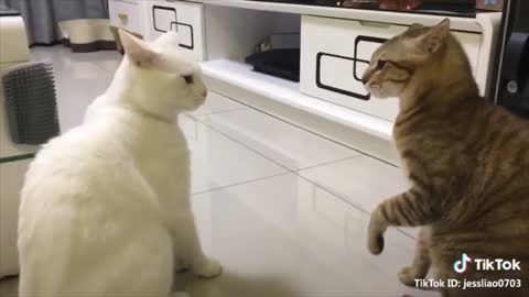 Cats are talking! These cats are more fluent in English than people are.