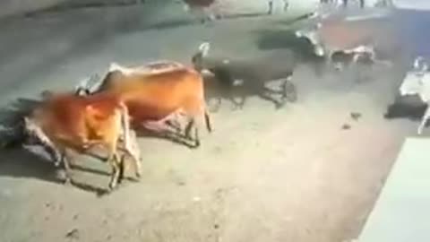 Lion Attack Cow In Gujarat _ Lion Attack Cow Video