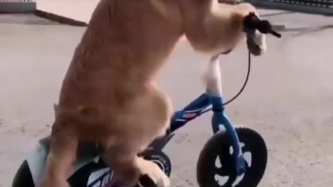A dog's bicycle time! 😂😂😂😂👍👍