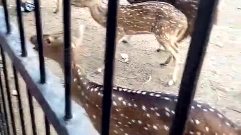 cute spotted deer in the zoo