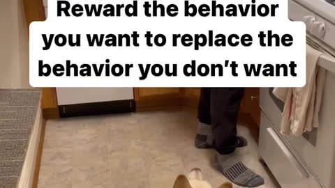 Changing your dog's behaviour comes down to this simple principle :