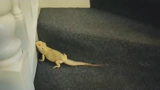 Bearded Dragon on stairs | Cute Animal/Pet/lizard