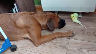 Budgie Wants Boxer's Ball