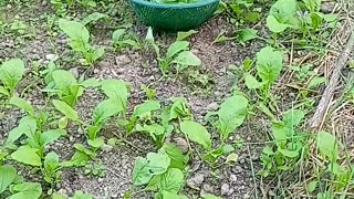 Agriculture In Nepal