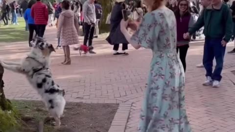 a cute dog click a photo with a girl in the park ,a beautifull girl and doga salafi